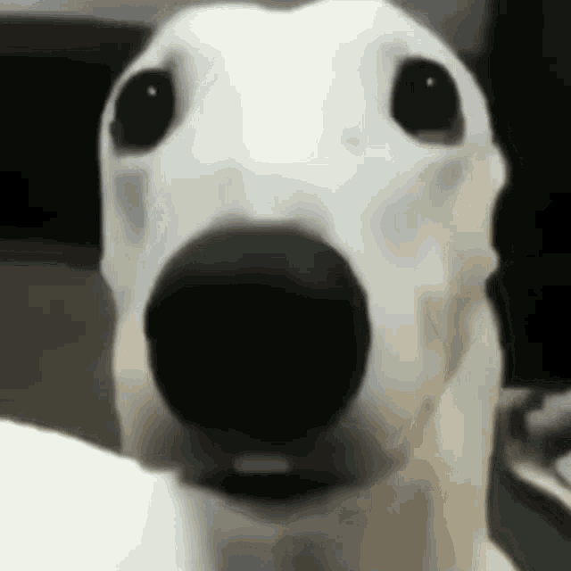 Scared Dog Shivering Dog GIF - Scared Dog Shivering Dog Dog Shaking Meme GIFs