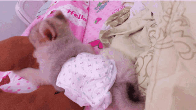 a cat wearing a diaper is laying on a bed next to a hello kitty blanket