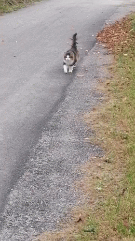 Poczuty Cat Walking GIF - Poczuty Cat Walking Fking Good Cat GIFs