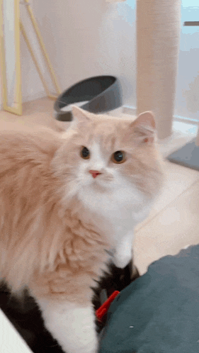 a fluffy orange and white cat sitting on a table