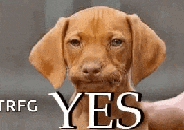a brown puppy is being held in someone 's arms and says `` yes '' .