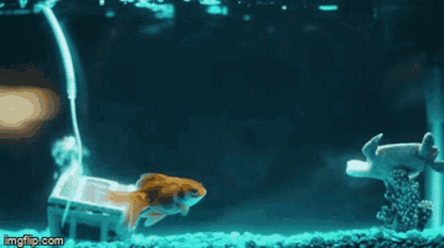 a goldfish is swimming in a tank with a sign that says imgflip.com