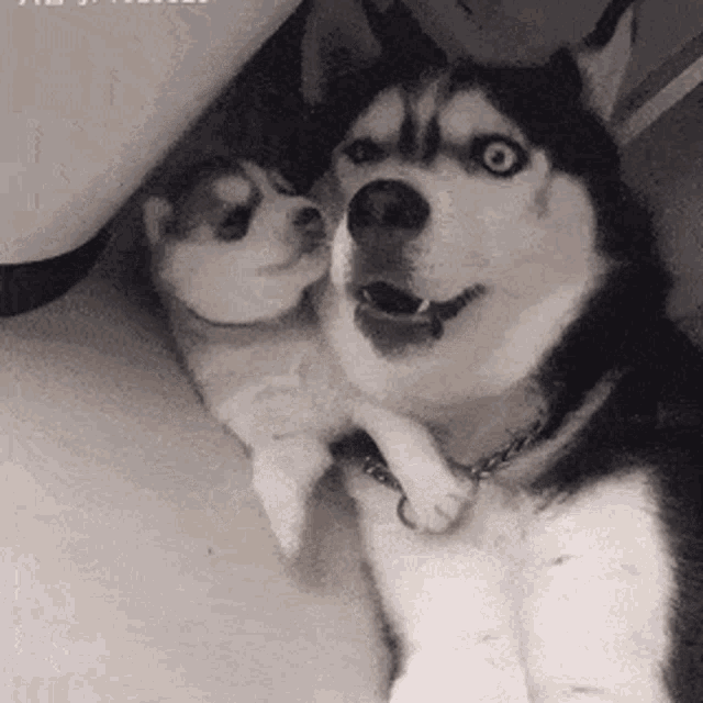 My Pillow Husky GIF - My Pillow Husky Pet GIFs
