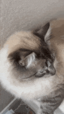 a close up of a cat 's face and ears