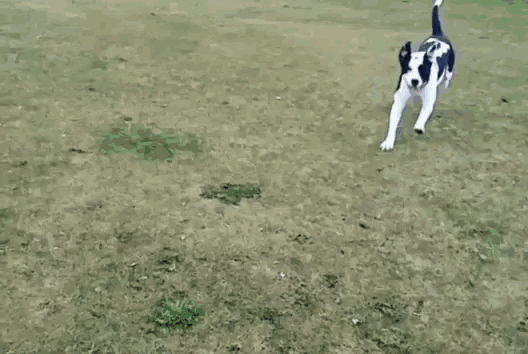 a black and white dog with a white tail is walking in the grass .