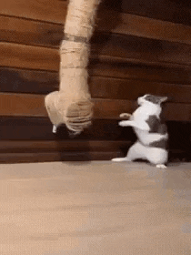 a cat is standing on its hind legs in front of a wooden pole .