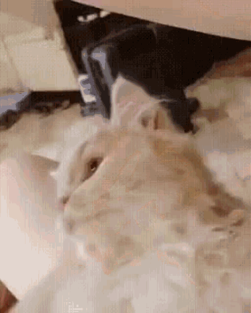 a white cat is laying under a table and looking at the camera .