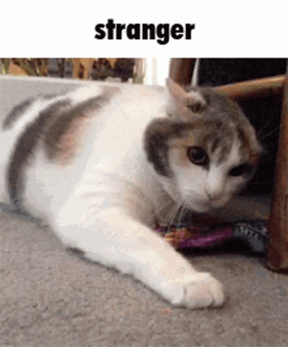 Stranger Cat GIF - Stranger Cat Enojado GIFs