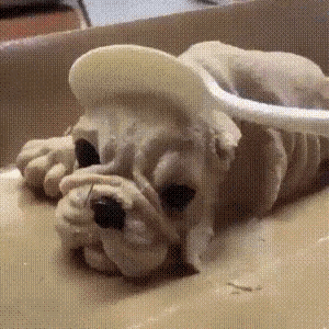 a dog wearing a spoon on its head