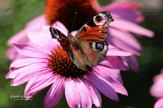a butterfly is perched on a pink flower with a photo taken by paula simpson
