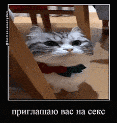 a cat with a red bow around its neck is sitting under a table ..