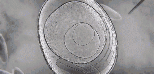 Cell Single Cell Organism GIF - Cell Single Cell Organism GIFs