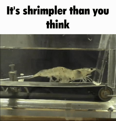 Shrimp You GIF - Shrimp You Think GIFs
