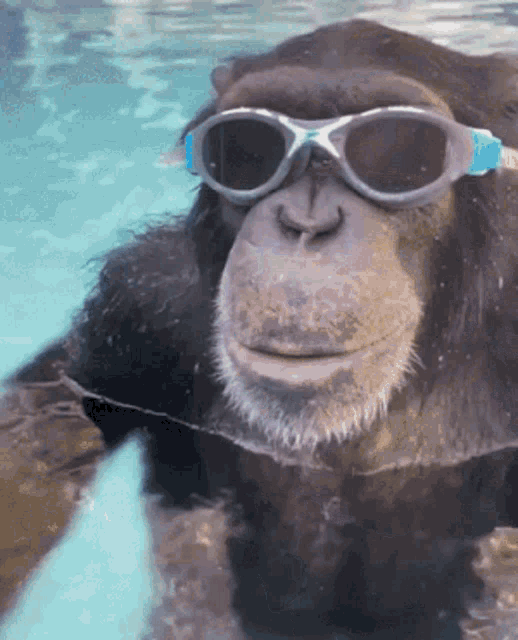 Monkey Pool GIF - Monkey Pool Chilling GIFs