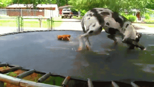a dalmatian dog is jumping on a trampoline with a smaller dog in the background