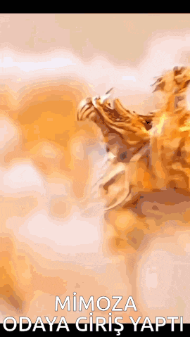 a picture of a lion with the words mimoza odaya giris yapti
