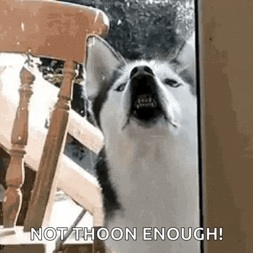a husky dog is standing in front of a chair and looking at the camera .