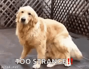 Dogs Camouflage GIF - Dogs Camouflage Hiding GIFs