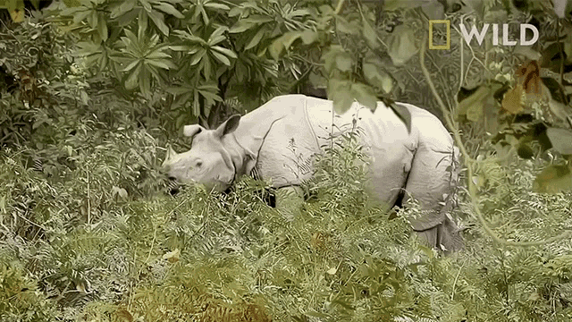Eating Protecting Rhinos In Kaziranga National Park GIF - Eating Protecting Rhinos In Kaziranga National Park World Rhino Day GIFs