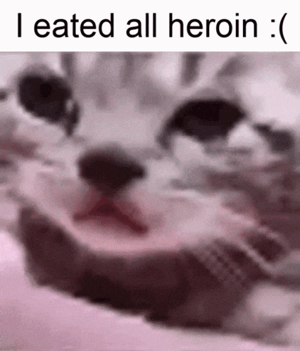 a close up of a cat 's face with the words `` i ate all heroin '' written below it .