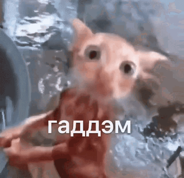 a close up of a cat in the water with a caption in russian
