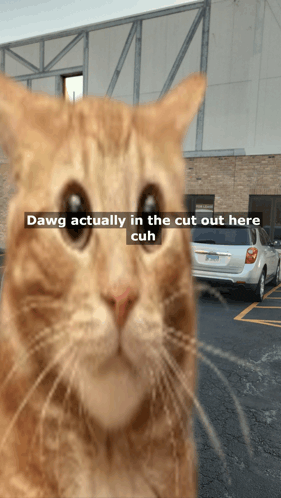 a cat with the words dawg actually in the cut out here cuh written above it