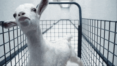 a white goat in a cage with a fence around it