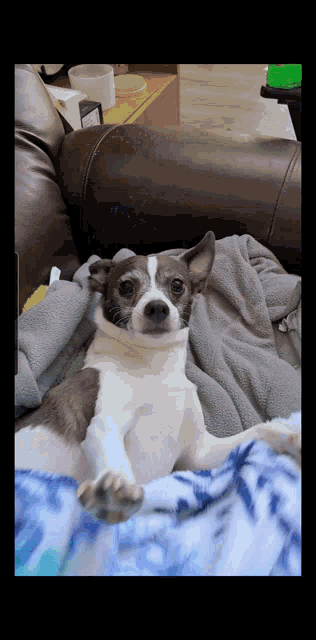 a small dog laying on a couch with a blanket