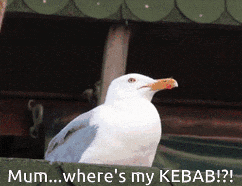 Kebab James GIF - Kebab James Seagull GIFs