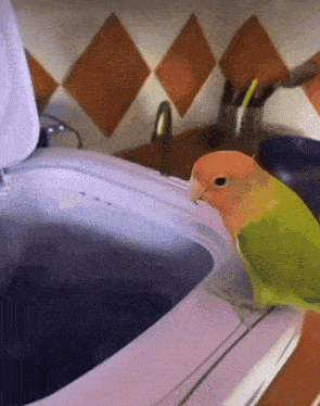 a green and orange parrot sitting on top of a white washing machine