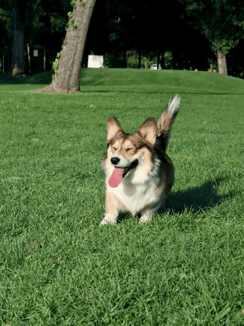 a brown and white dog with its eyes closed and its tongue hanging out