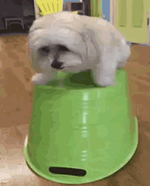 a small white dog is standing on top of a green bowl .