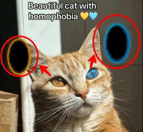a beautiful cat with homophobia is surrounded by two circles