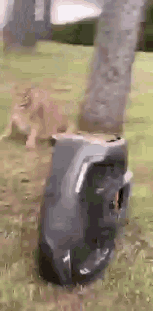 a dog is standing next to a trash can in a grassy field .