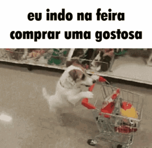 a dog pushing a shopping cart with the words eu indo na feira comprar uma gostosa