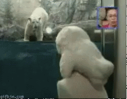 Polar Bear Hat GIF - Polar Bear Hat Zoo GIFs