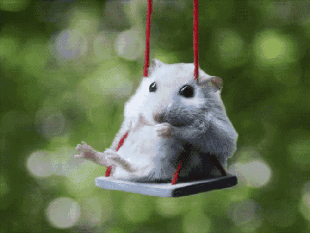 a small white hamster is sitting on a red rope swing
