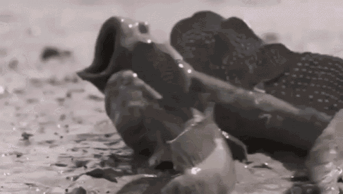 Mudskippers Screaming In Each Other'S Faces GIF - Mudskippers Screaming GIFs