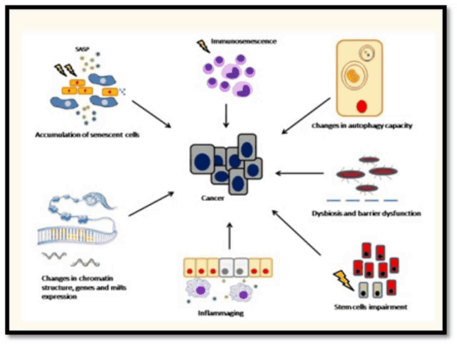 a diagram showing different types of cells and the word cancer at the center