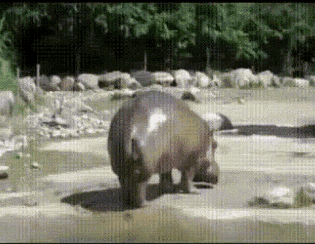 Hipopotamo Cagando Tail GIF - Hipopotamo Cagando Tail GIFs