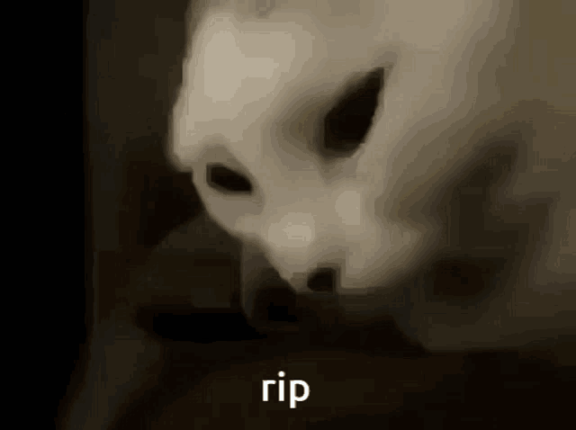 a close up of a cat 's face with the word rip below it .