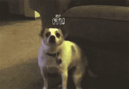 หมา คัน GIF - Dog Itchy Itching GIFs