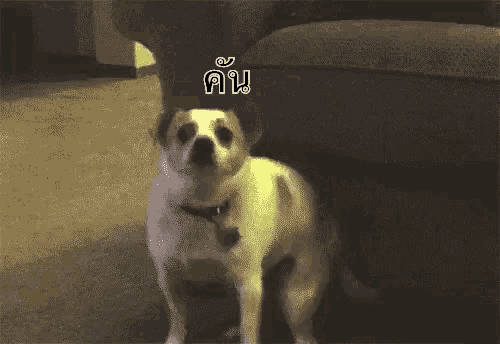 a dog is standing next to a couch and looking up at the sky .
