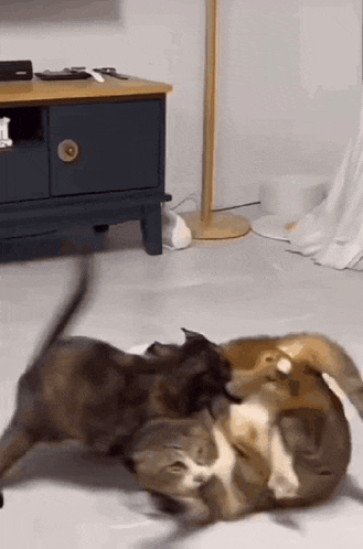 a group of cats playing with each other in a living room