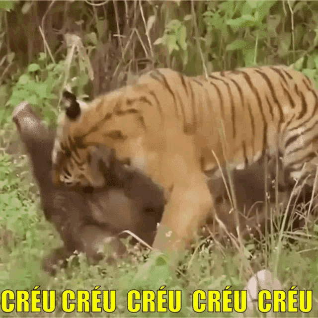 a picture of a tiger fighting a gorilla with the words creu creu creu creu