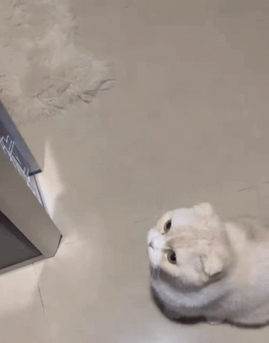 Beaglefatcat Jump GIF - Beaglefatcat Cat Jump GIFs