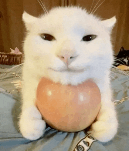 a white cat is holding a heart in its paws .