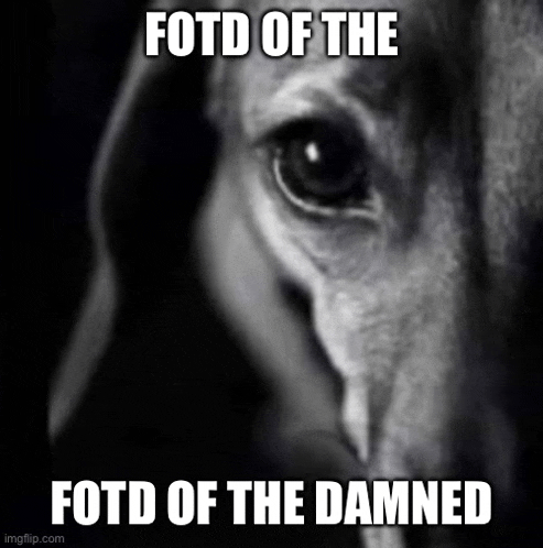 a black and white photo of a dachshund with a caption that says fotd of the fotd of the damned