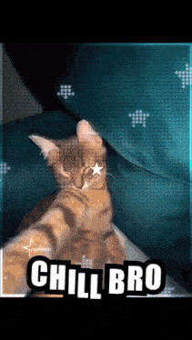 Cat Dancing Cat Meme GIF - Cat Dancing Cat Meme Cat GIFs