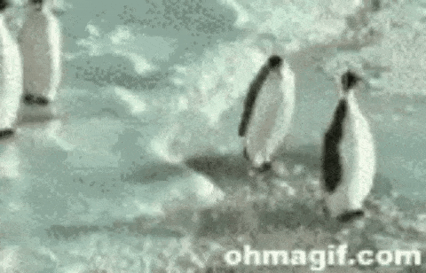 a group of penguins are walking on top of a snow covered field .